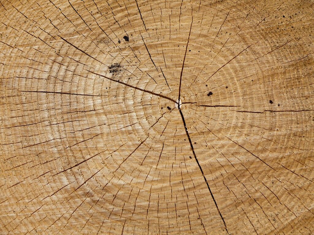 Gefällter Baumstamm wird zersägt