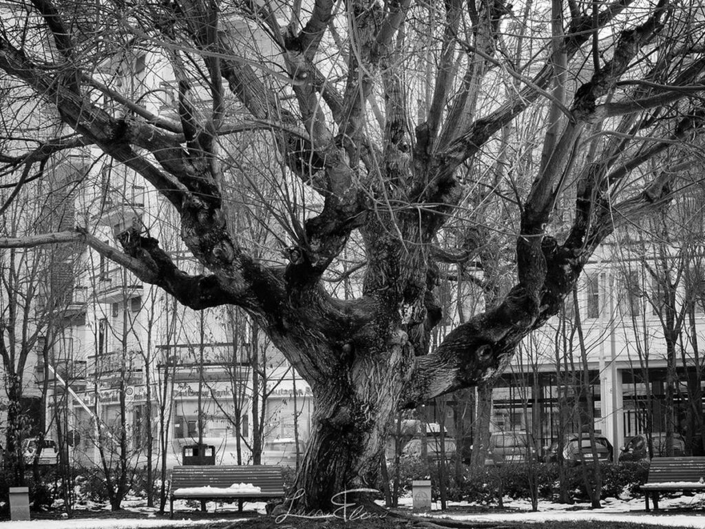 Unbelaubter Baum vor winterlichem Himmel