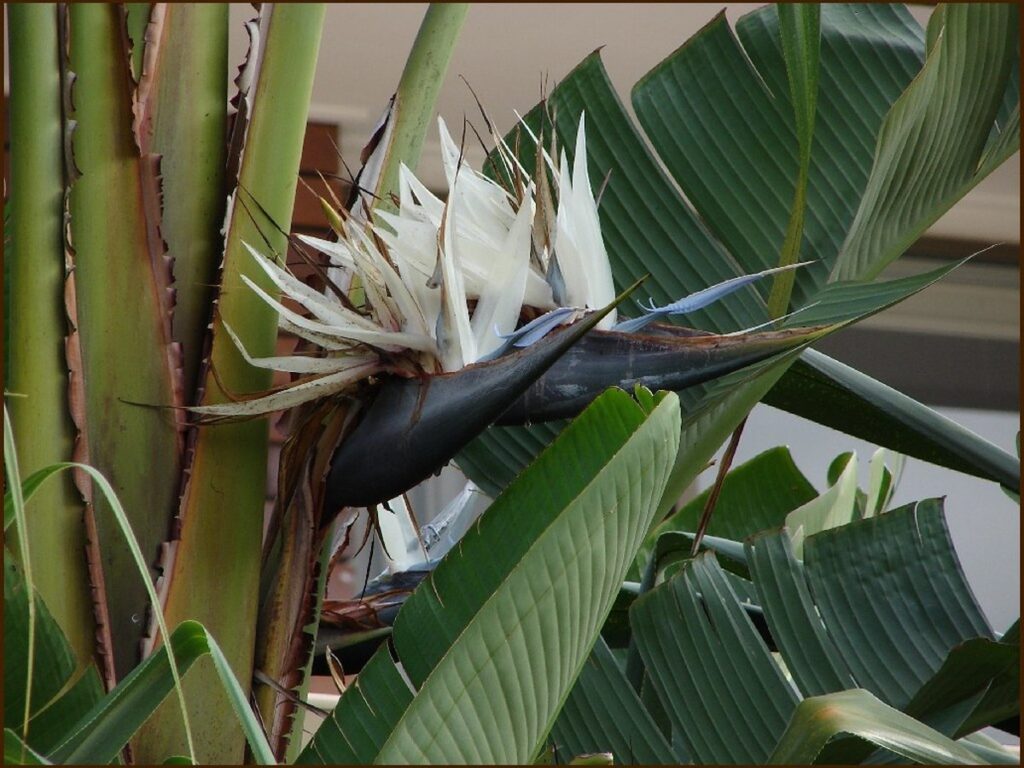 Baumstrelitzie (Strelitzia nicolai) mit großen, paddelförmigen Blättern