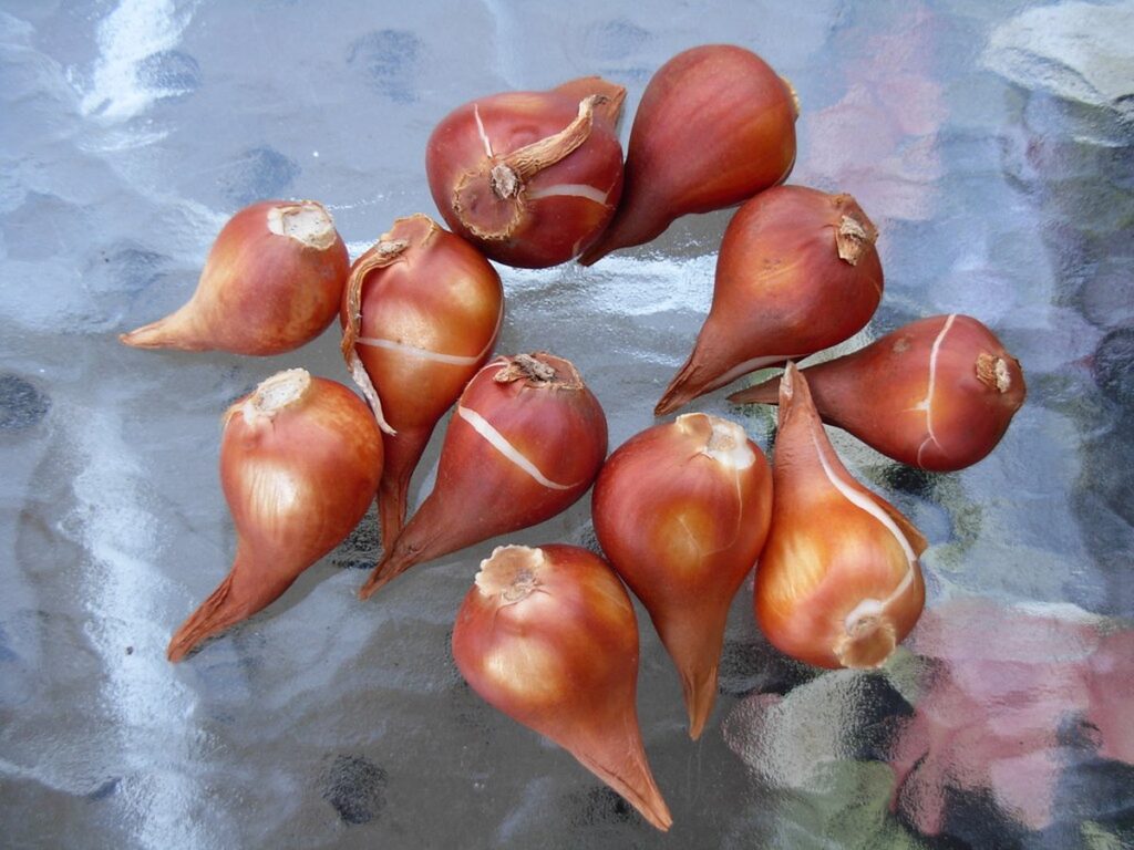 Mehrere braune Tulpenzwiebeln bereit zum Pflanzen