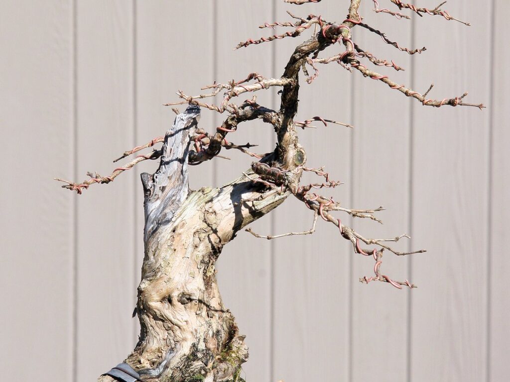 Bonsai mit drahtgeführten Ästen in einer flachen Schale