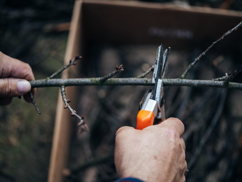 Hände kürzen mit einer orangefarbenen Gartenschere einen dünnen Zweig mit Knospen