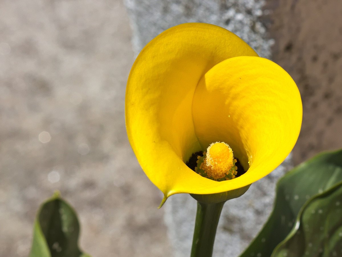 Gelb blühende Calla-Hybride
