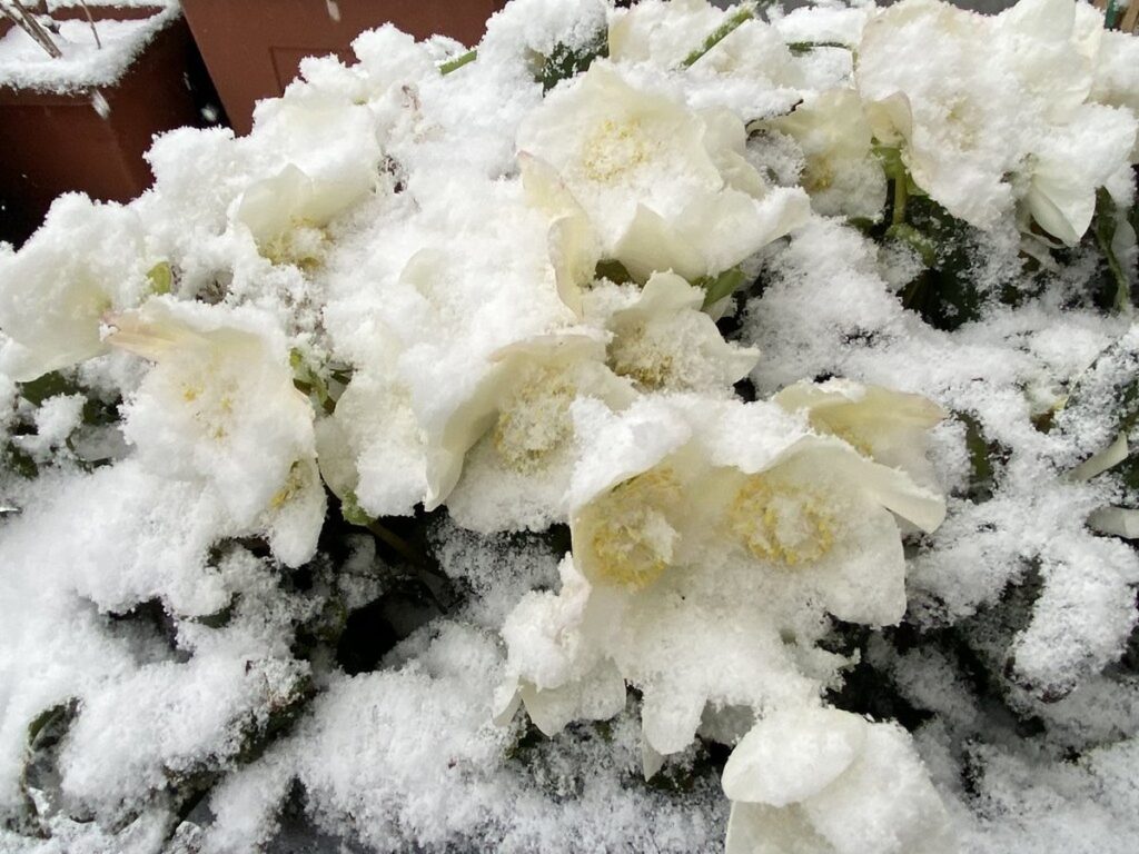 Blühende weiße Christrose (Helleborus niger) im winterlichen Garten