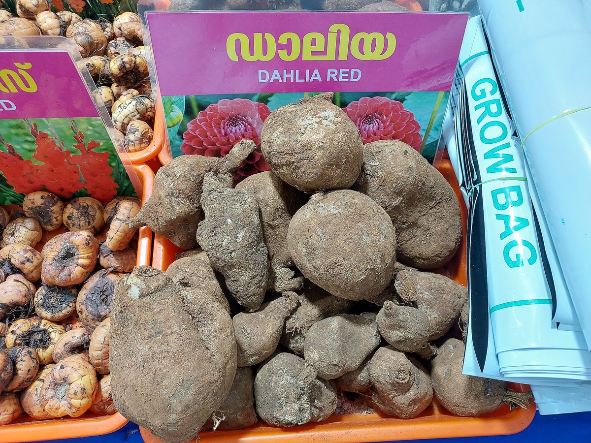Dahlienknollen im Verkauf