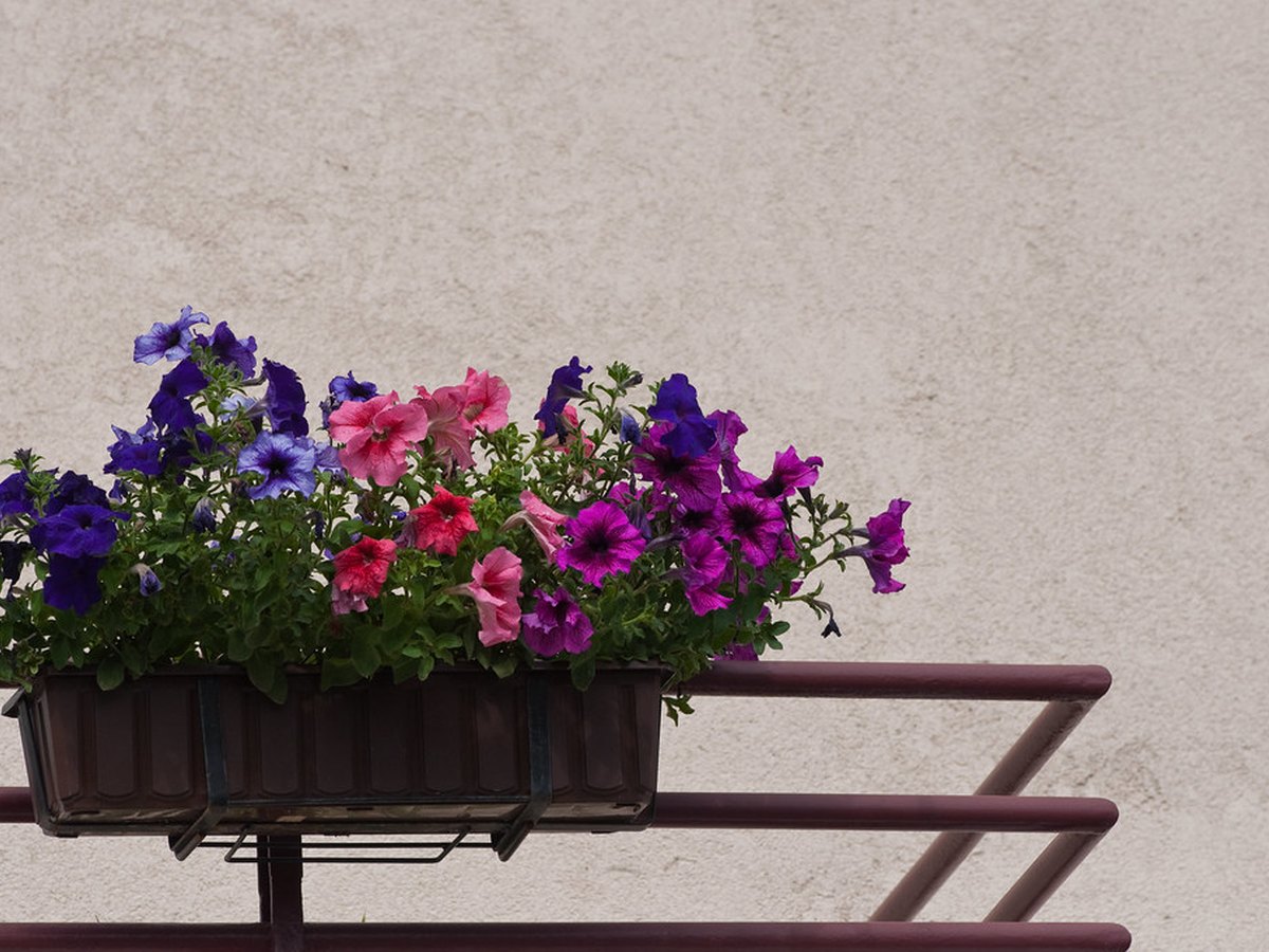 Bunte Blühpflanzen in Kübeln auf einem sonnigen Balkon