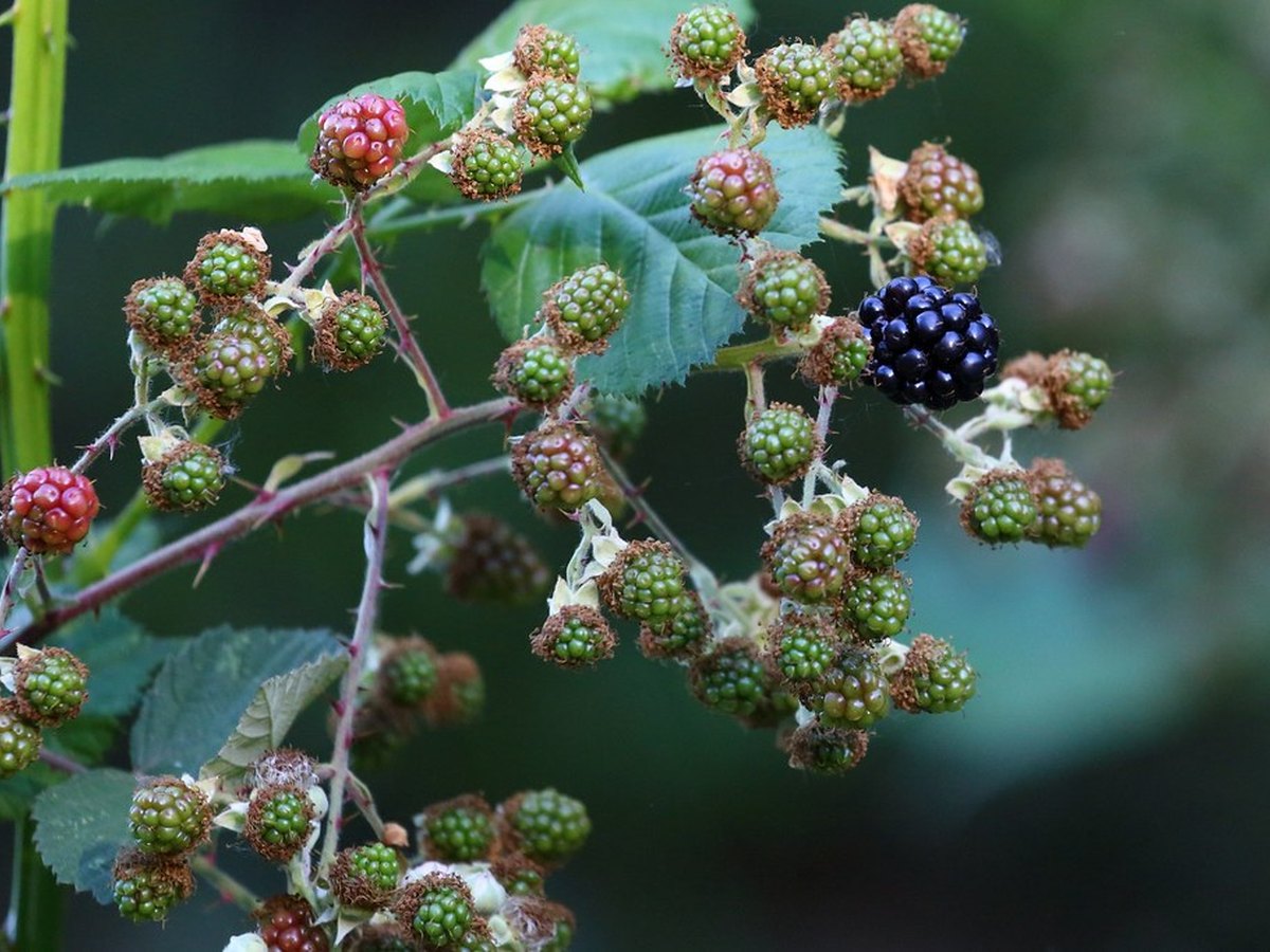 Weiße Blüten einer Erdbeerpflanze