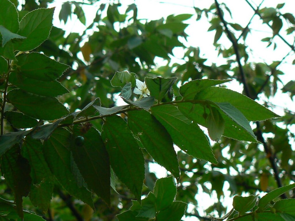 Feigenbaum (Ficus carica) mit Feigen in unterschiedlichen Reifestadien an den Zweigen