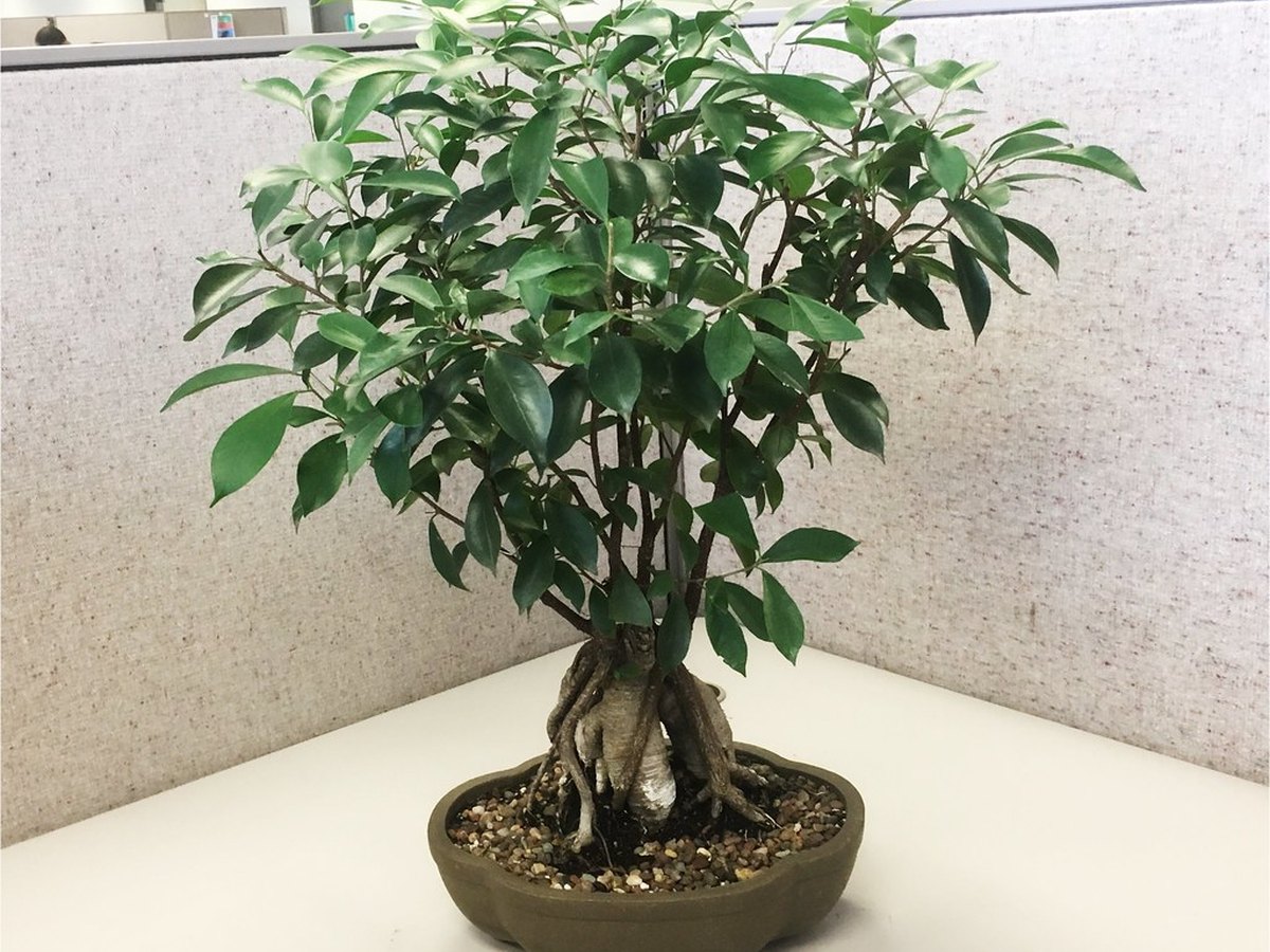 Ficus-Bonsai mit dicht verzweigten Ästen in einer flachen Schale