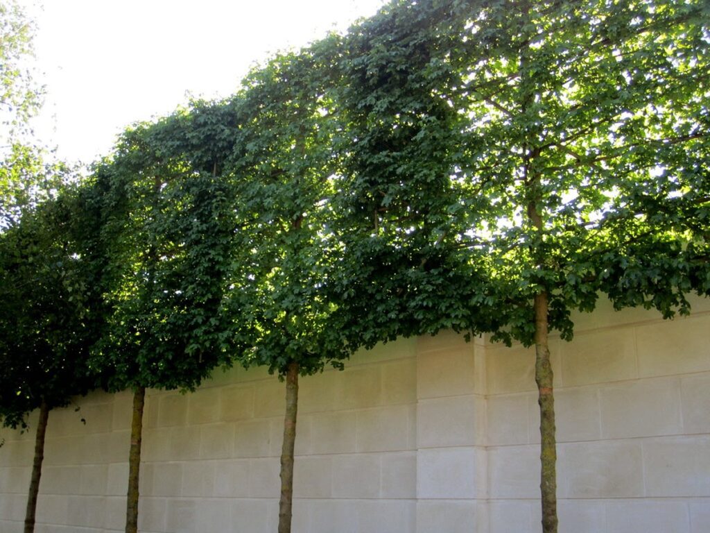 Kunstvoll in geometrische Formen geschnittene Gehölze in einem Garten