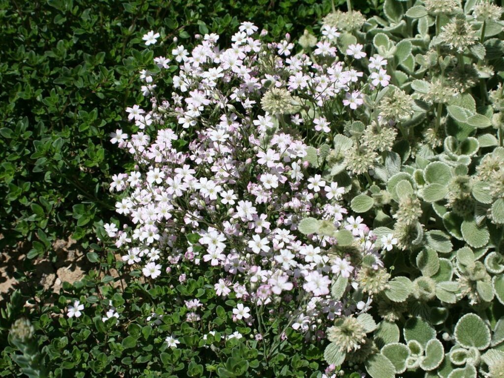 Dicht wachsende Bodendecker bedecken ein Gartenbeet vollständig