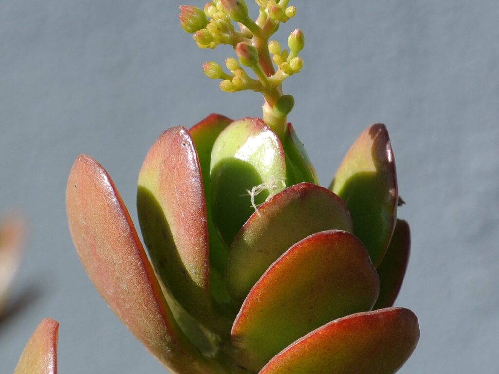 Blühender Geldbaum mit kleinen weißen Blüten