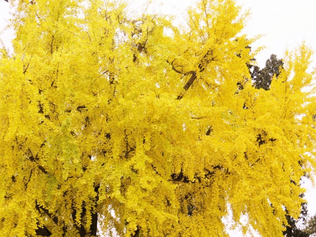 Ginkgobaum (Ginkgo biloba) mit charakteristischem, fächerförmigem Laub