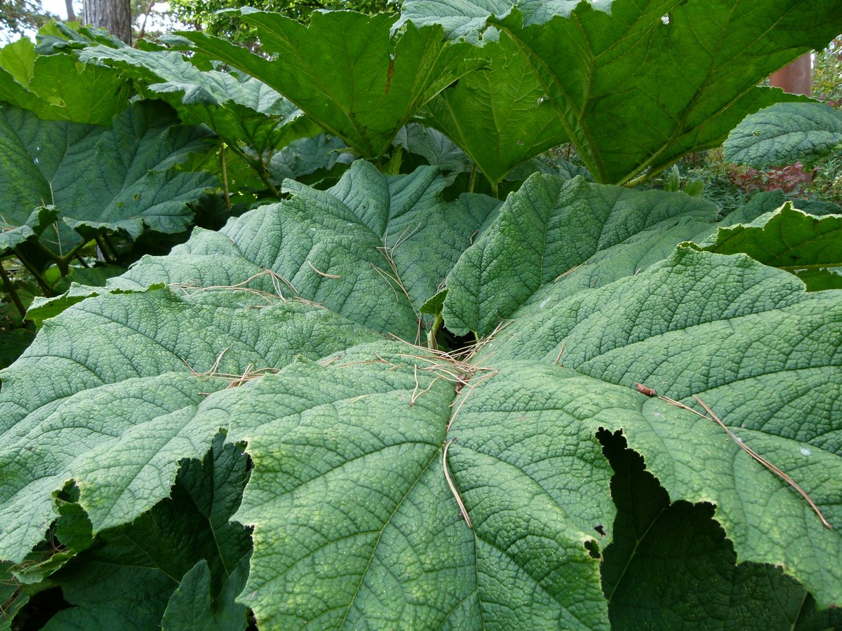Riesen-Rhabarber (Gunnera) mit mächtigen Blättern am Teichrand