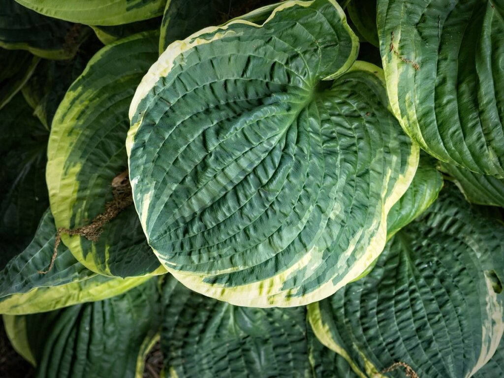 Großblättrige Funkien (Hosta) im schattigen Beet