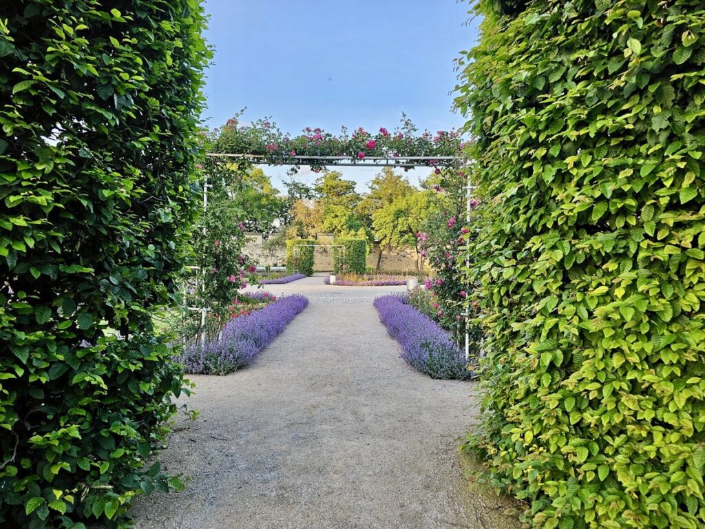 Gepflegter Gartenweg zwischen hohen, dicht geschnittenen Heckenwänden mit Rosenbogen