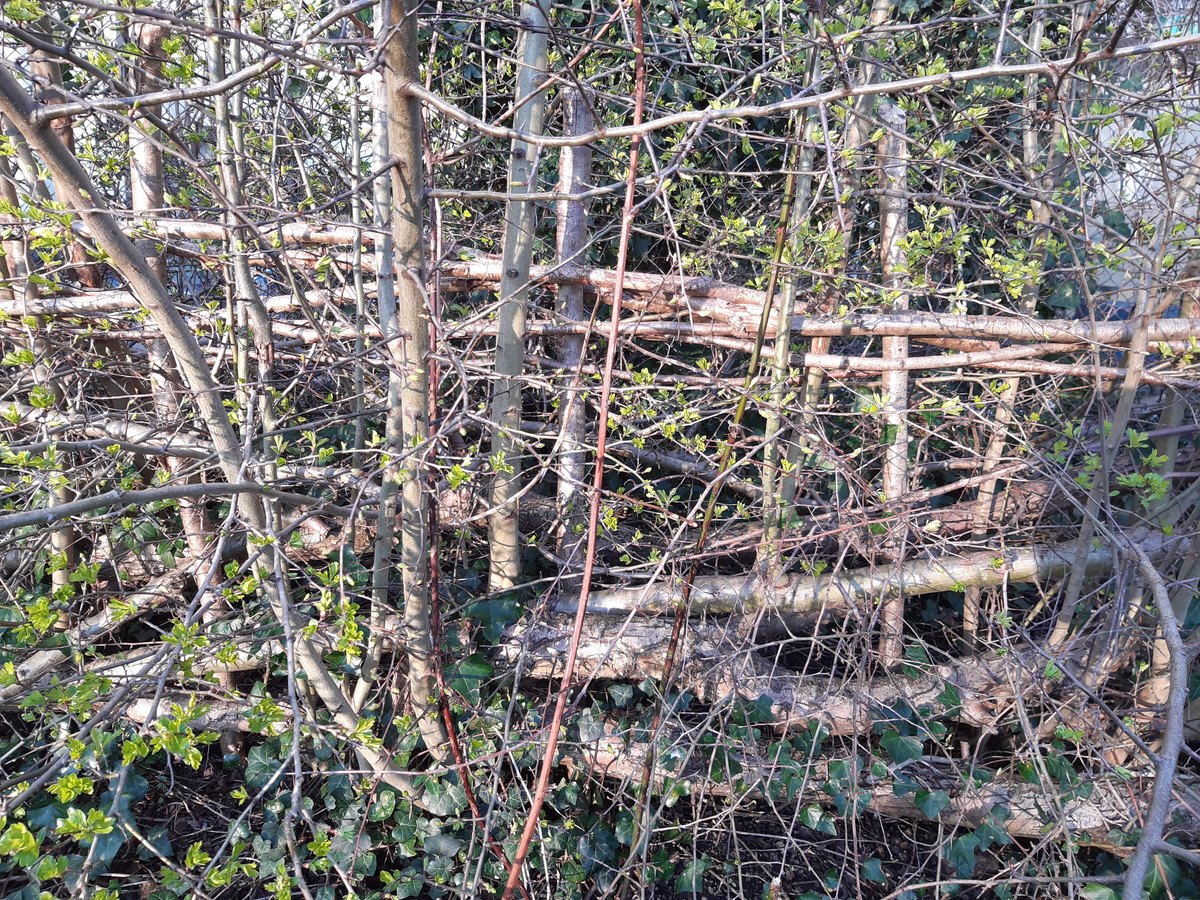 Frischer Neuaustrieb an einer zurückgeschnittenen Hecke