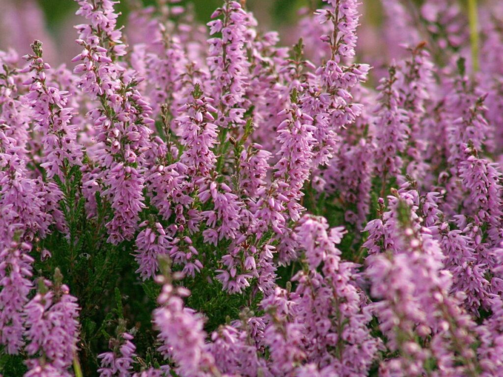 Blühendes Heidekraut mit violetten Blütenrispen im Beet
