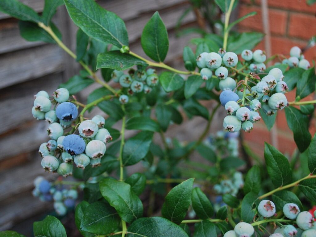 Heidelbeerstrauch mit reifen blauen Beeren im Garten