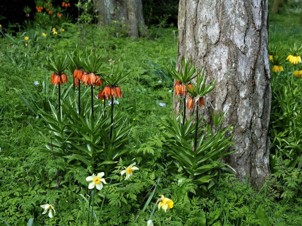 Orangerote Kaiserkrone mit hängenden Glockenblüten und Blätterkrone im Beet