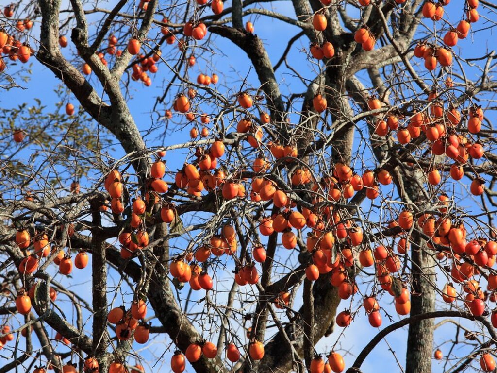 Kakibaum mit orangefarbenen Früchten an kahlen Zweigen