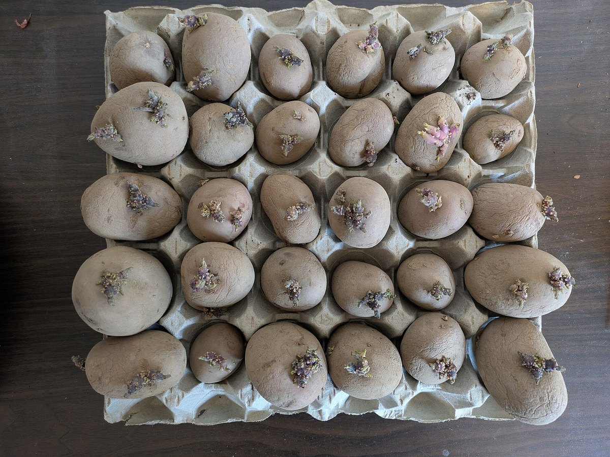 Vorgekeimte Saatkartoffeln mit kurzen kräftigen Keimen