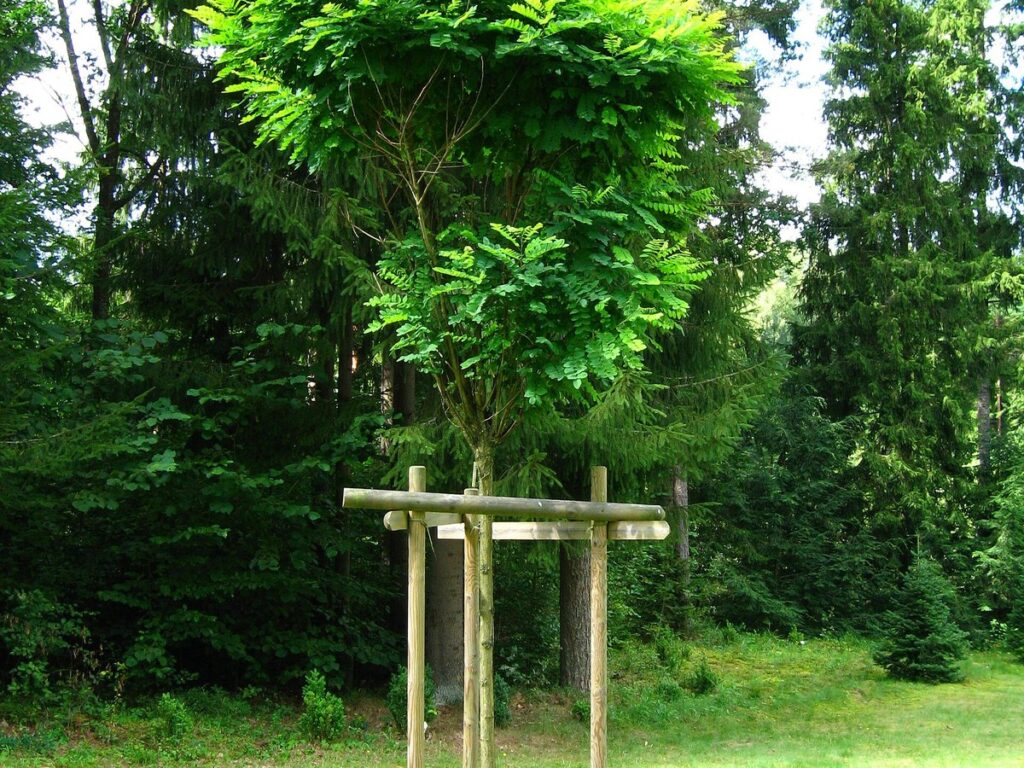 Junge Kugelrobinie mit runder, kompakter Krone, gestützt an einem Pfahlgerüst im Arboretum