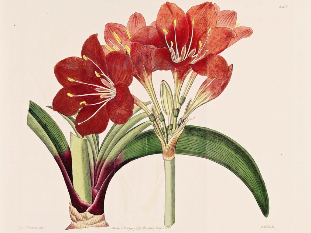 Blühende Lilien mit großen Blütenkelchen in einem Gartenbeet