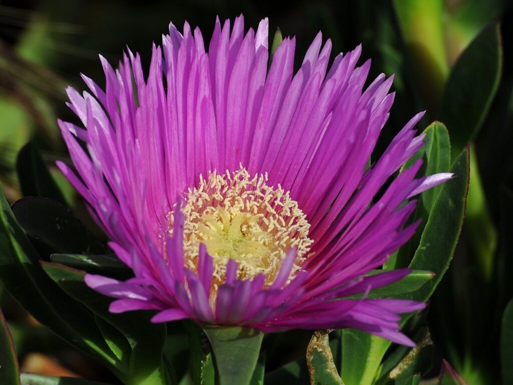 Violett blühende Mittagsblume in Nahaufnahme mit geöffneten Blütenblättern