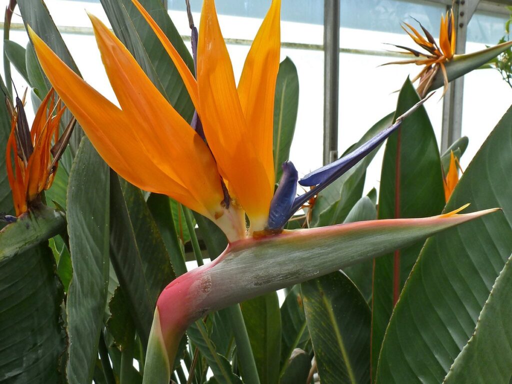 Strelitzie mit orange-blauer Blüte, die einem Vogelkopf ähnelt