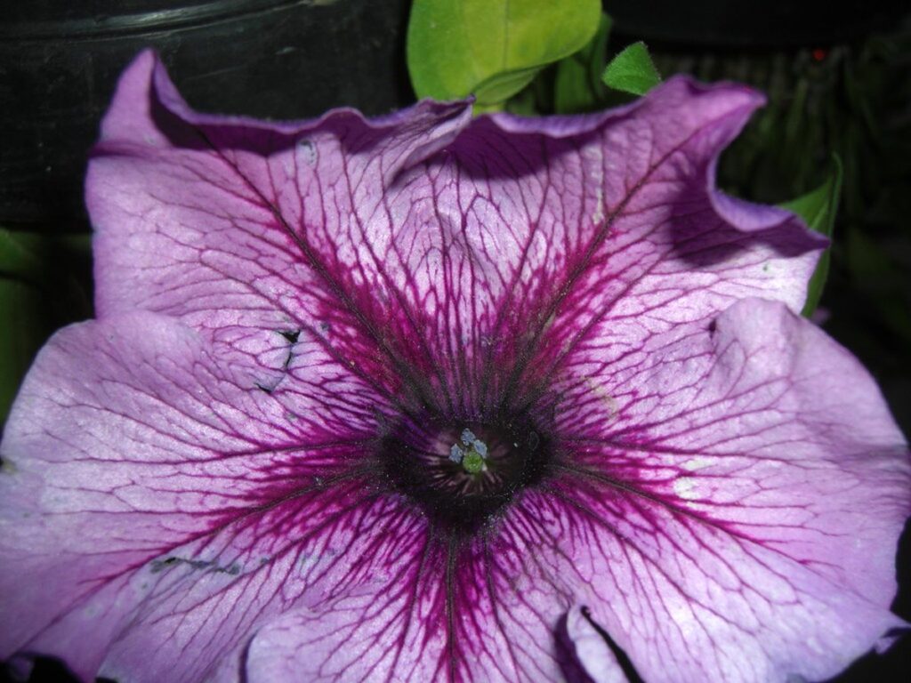 Blühende Petunien in einem Blumenkübel