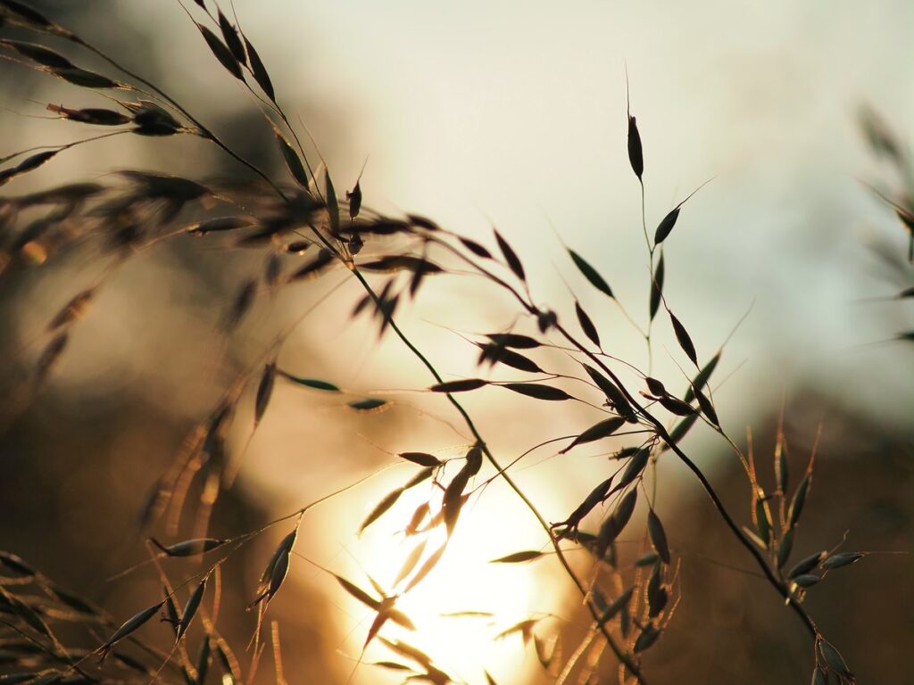 Reife Grassamen an Rispen im Gegenlicht der tiefstehenden Sonne