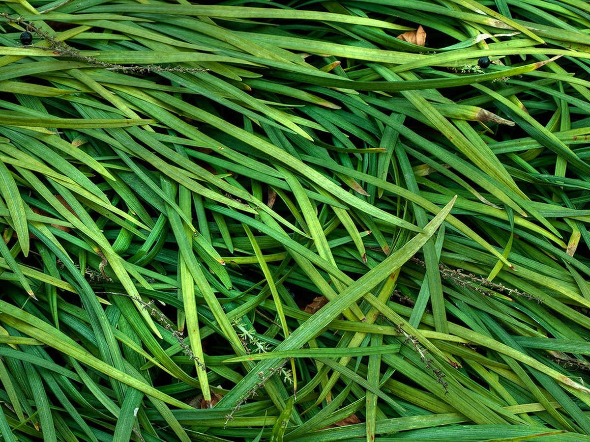 Frische, dichte Grashalme zeigen den Start der Wachstumsperiode im Frühjahr