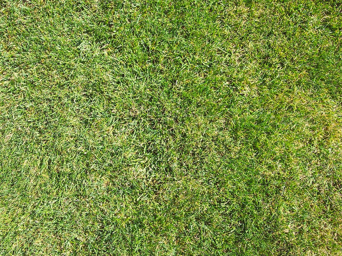 Dichtes, gesundes Gras nach der Herbstpflege des Rasens
