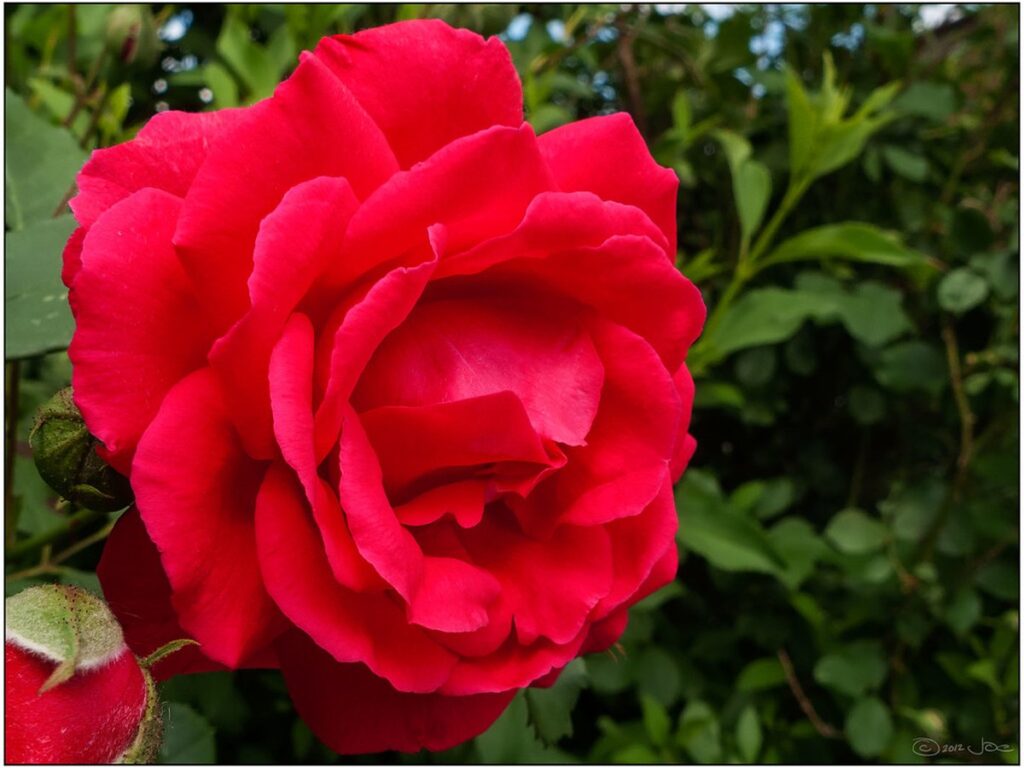 Blühende rote Rose mit Knospen im Garten