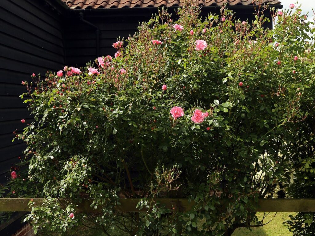 Rosenstrauch mit offenen Blüten frisch im Gartenbeet gepflanzt