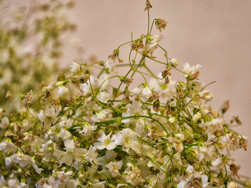 Schleierkraut mit unzähligen kleinen weißen Blüten in Nahaufnahme
