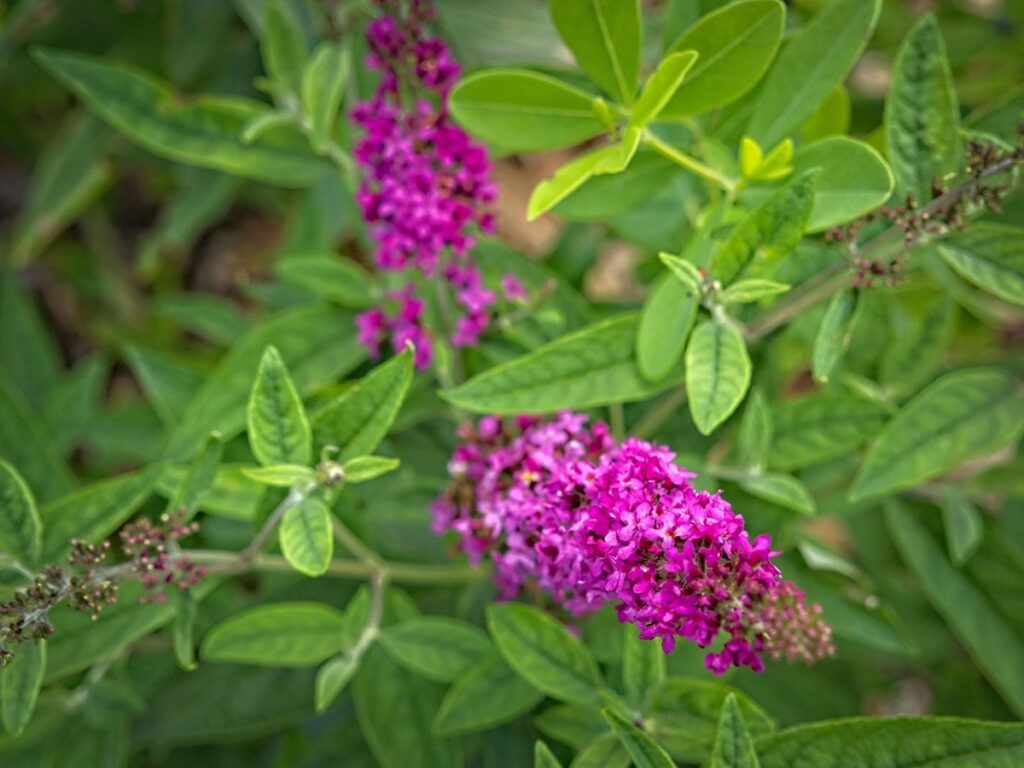 Pinkviolette Blütenrispe des Schmetterlingsflieders zwischen lanzettlichen Blättern
