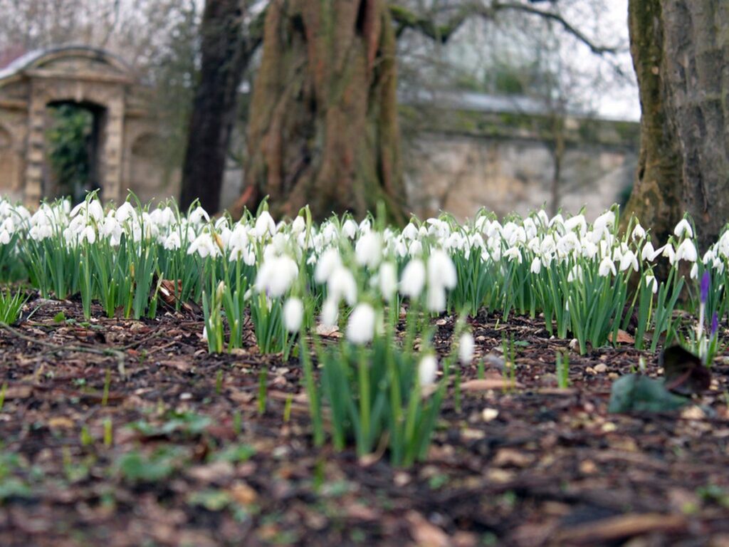 Weiße Schneeglöckchen blühen im zeitigen Frühjahr im Gartenbeet