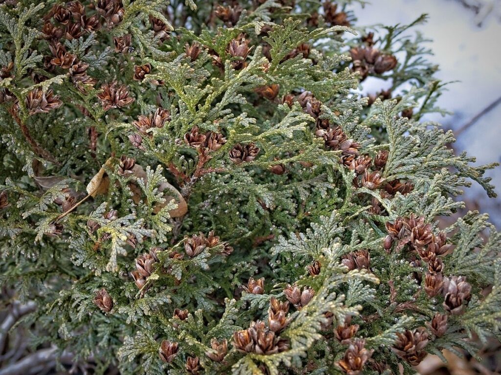 Nahaufnahme der schuppenförmigen Zweige eines Lebensbaums (Thuja) mit kleinen Zapfen