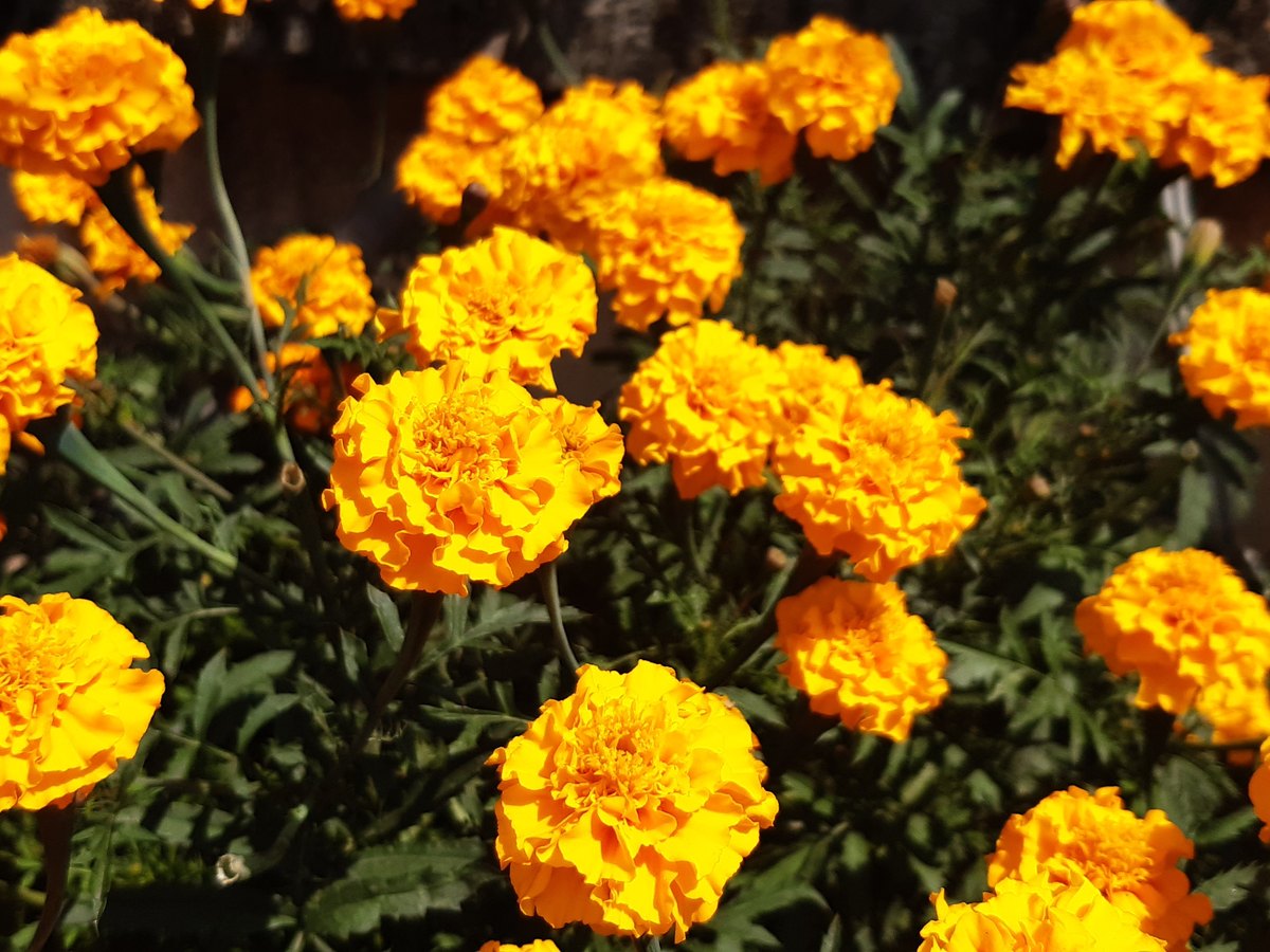 Orange und gelbe Studentenblumen in einem Beet