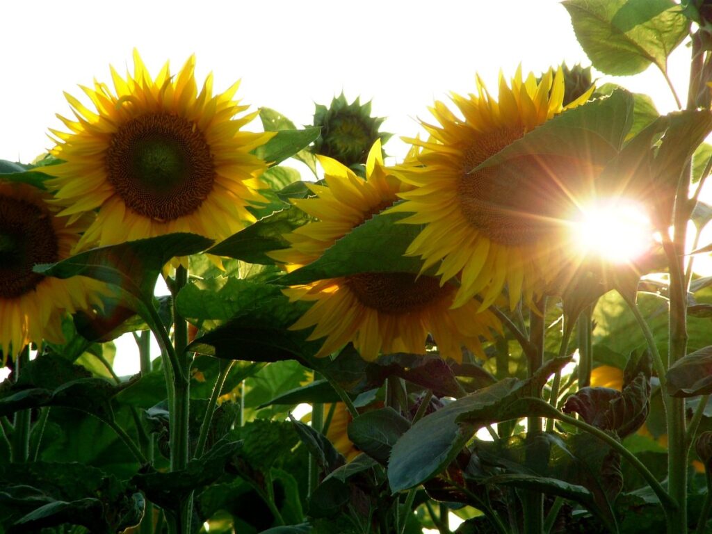 Blühende Sonnenblumen mit gelben Blütenblättern