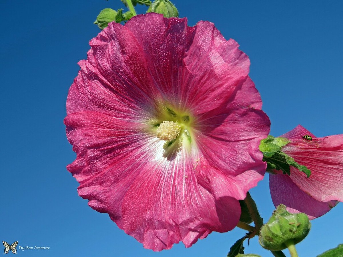 Hochgewachsene Stockrosen mit vielen Blüten vor einer Hauswand