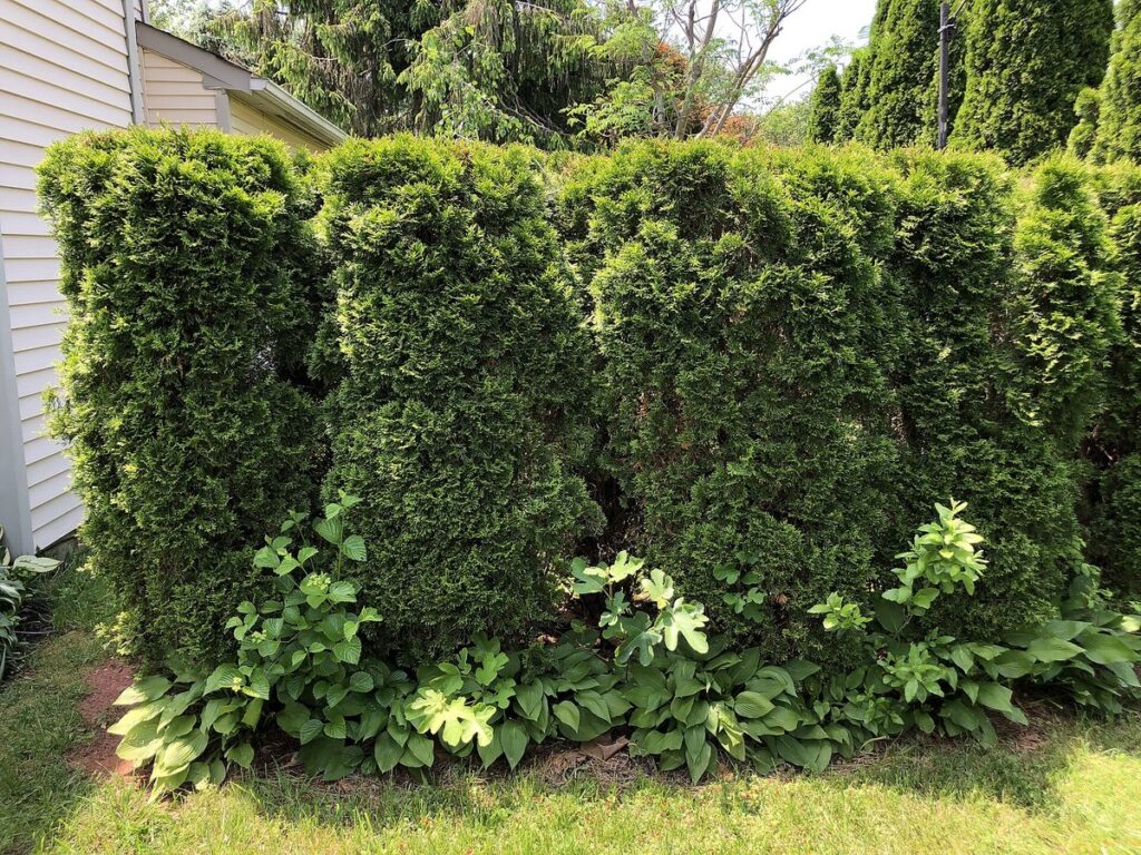 Dicht gewachsene, kugelig geschnittene Thuja im Beet