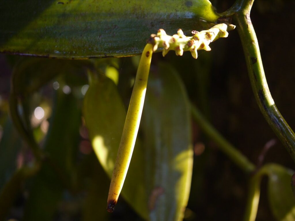 Junge grüne Vanilleschote an der kletternden Vanille-Orchidee (Vanilla planifolia)