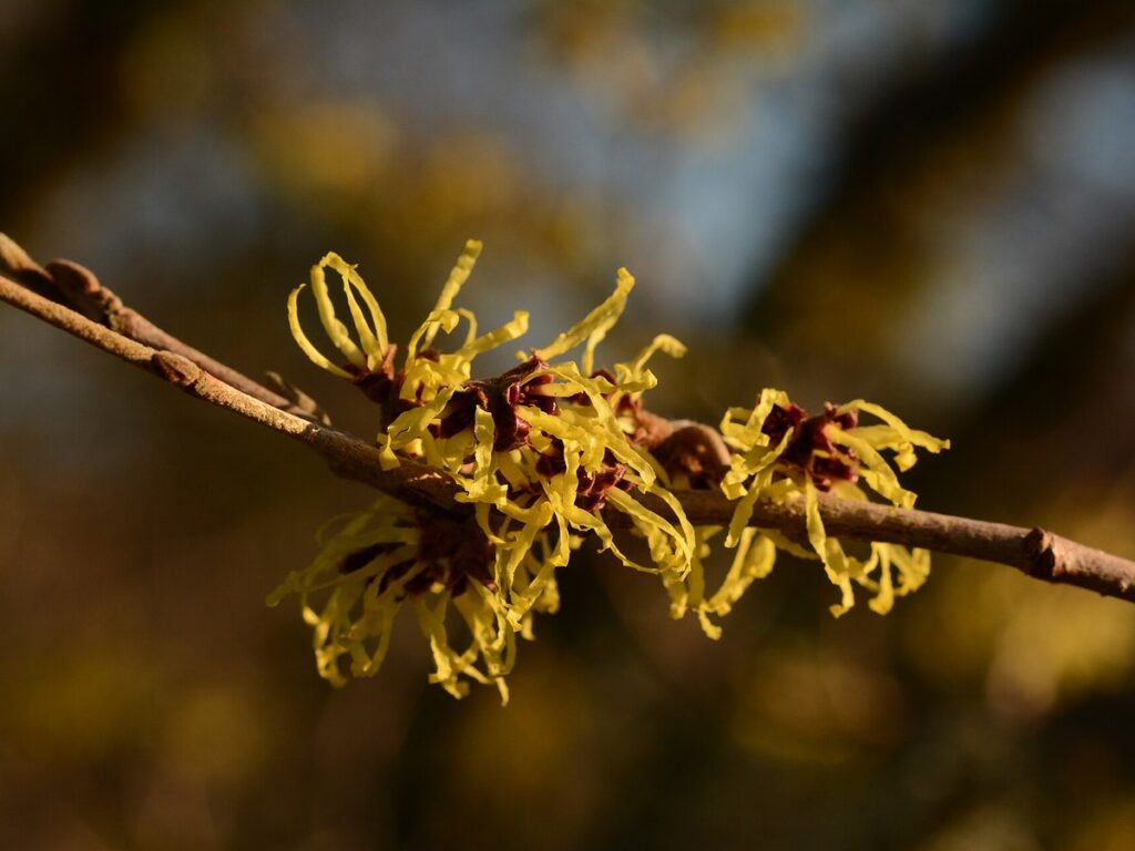 Zaubernuss mit fadenförmigen gelben Blüten im winterkahlen Garten