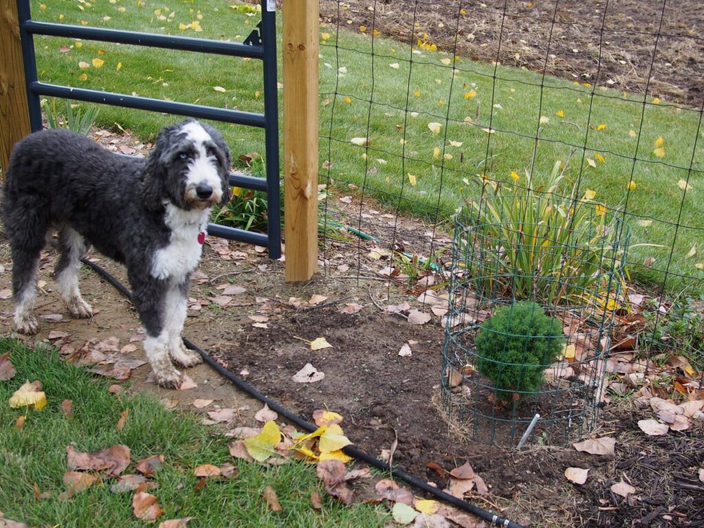 Junge Thuja-Pflanzen werden in einer Reihe in den Gartenboden gesetzt