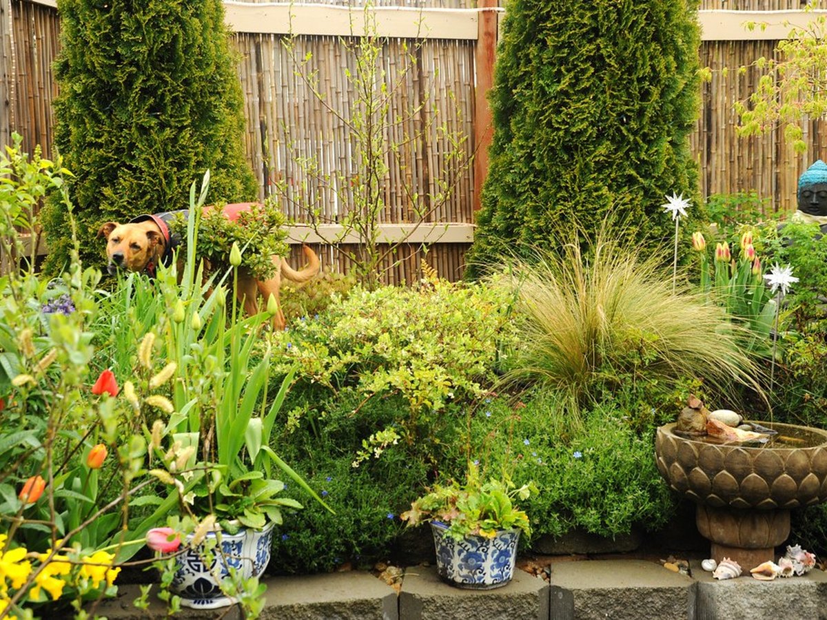 Junge Bambuspflanze wird im Garten eingepflanzt